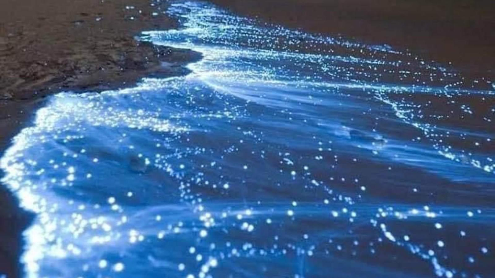 Avistamiento de la bioluminiscencia en playas de México por menor actividad humana.