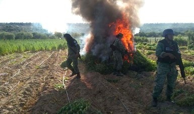 GUARDIA NACIONAL DESTRUYE PLANTÍO DE APARENTE MARIGUANA EN EL MUNICIPIO DE CUCURPE, SONORA