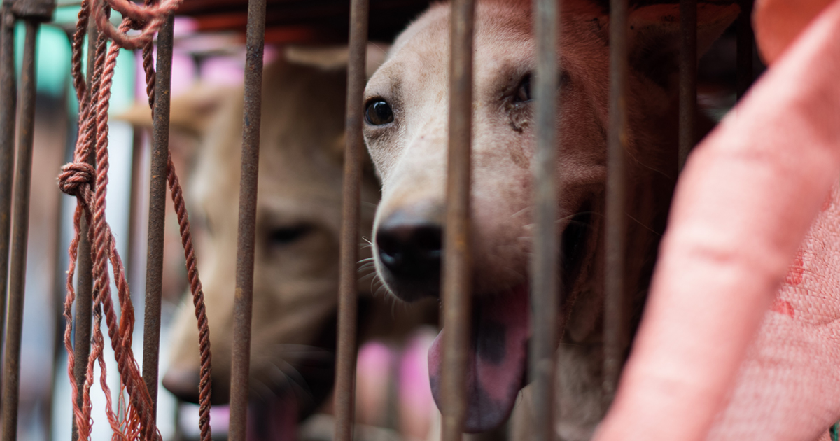 China abrió su feria anual de carne de perro en plena pandemia mundial