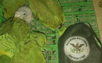 Rescata Guardia Nacional nueve ejemplares de Loro de cabeza roja, sujetos a protección especial