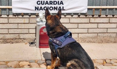 Dentro de un regalo, Unidad Canina de la Guardia Nacional localiza cinco envoltorios de aparente Metanfetamina