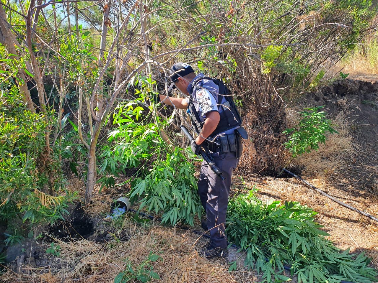 Guardia Nacional erradica sembradío de aparente Mariguana en Tecate