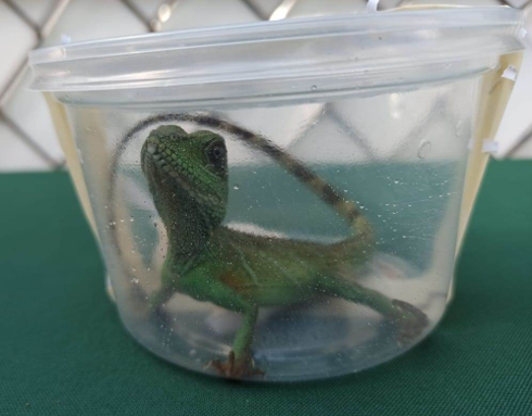 En Aeropuerto de San Luis Potosí interceptan envíos con reptiles y anfibios que tenían como destino Veracruz y Guanajuato