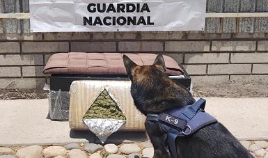 Binomios Caninos de la Guardia Nacional localizan sillón taburete con un paquete de aparente Mariguana