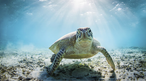 Día Mundial de la Tortuga Marina.