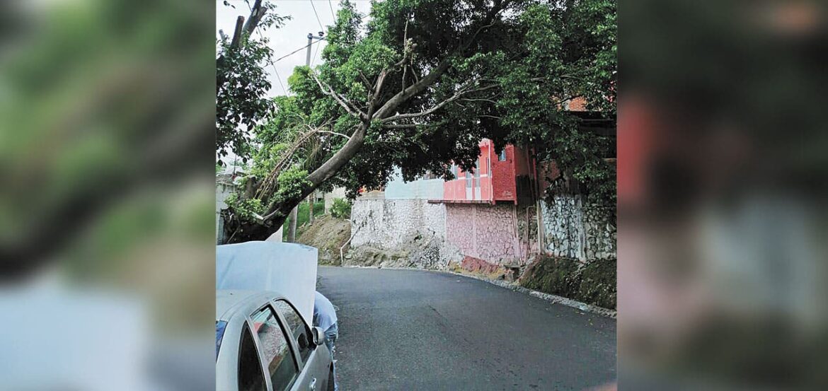 Árbol tiene en jaque a vecinos en Chulavista, Cuernavaca