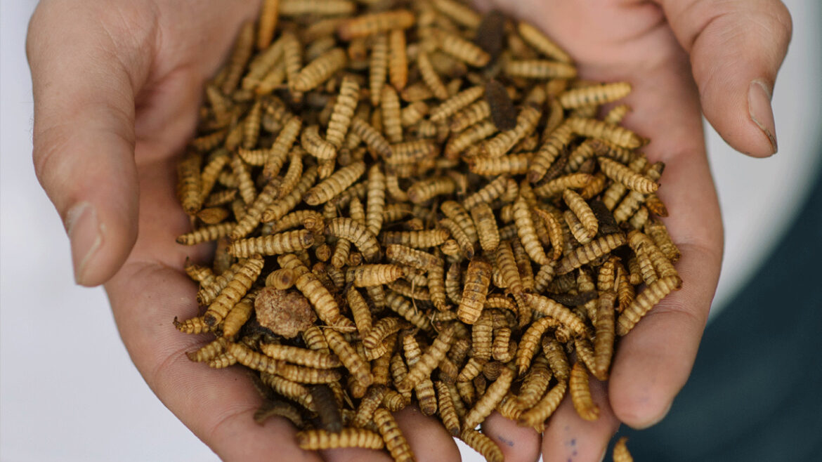 Insectos, la nueva proteína aprobada en Portugal