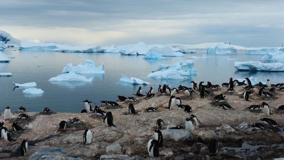 Se le acaba el hielo al Ártico y las aves marinas lo resienten