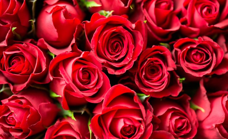 Las rosas estarán ausentes para San Valentín