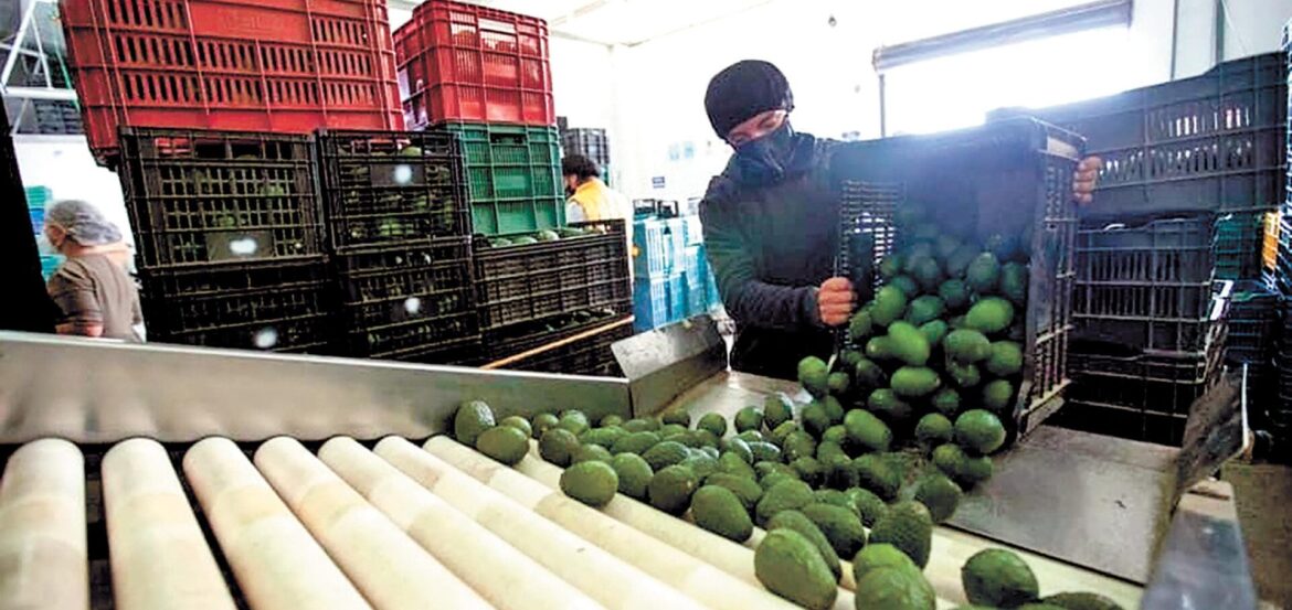 Buscan aguacateros de Cuernavaca certificación para exportar