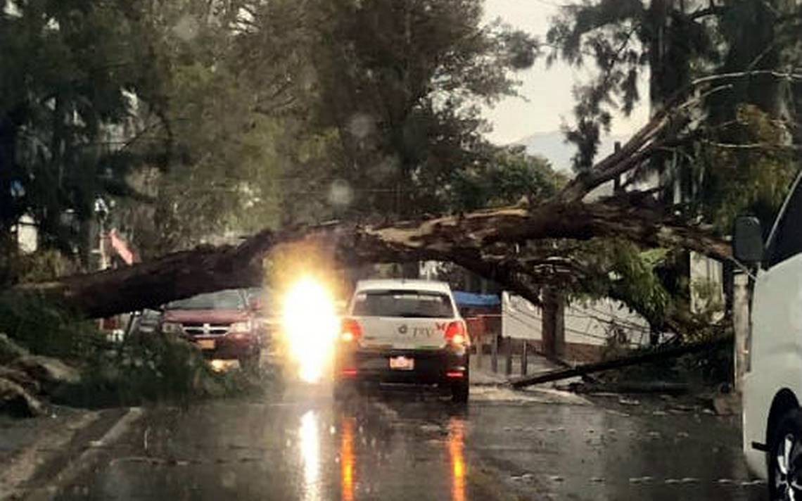 Cuernavaca: Lluvias y viento derriban 10 árboles diarios