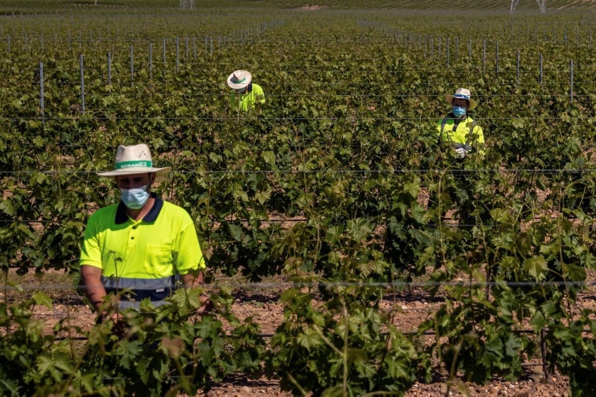 Sedagro: Cinco mil productores serán beneficiados con fertilizante