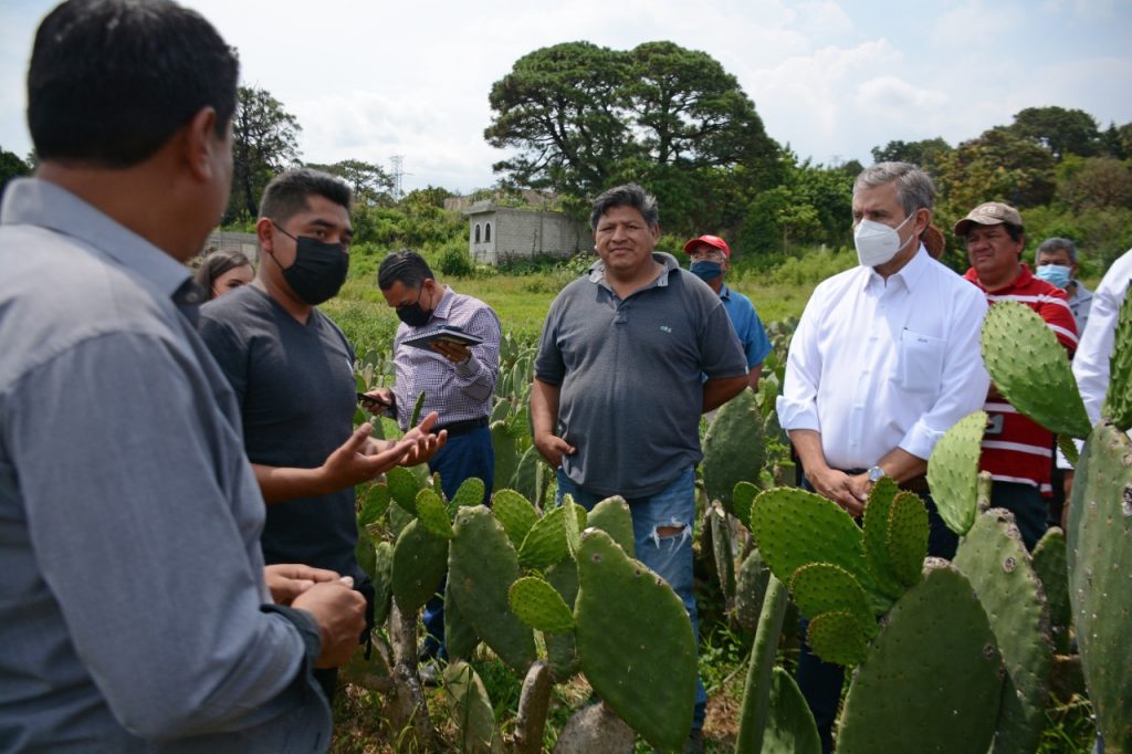 Productores de Nopal de Cuernavaca ¿Cómo los apoyará el Ayuntamiento?