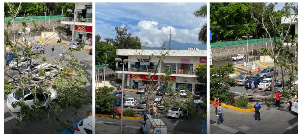 Cae árbol sobre 3 autos en una plaza de Cuernavaca