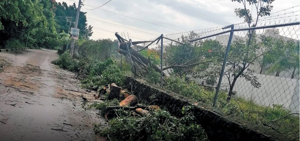 Temen inundaciones por podas del Ayuntamiento de Cuernavaca