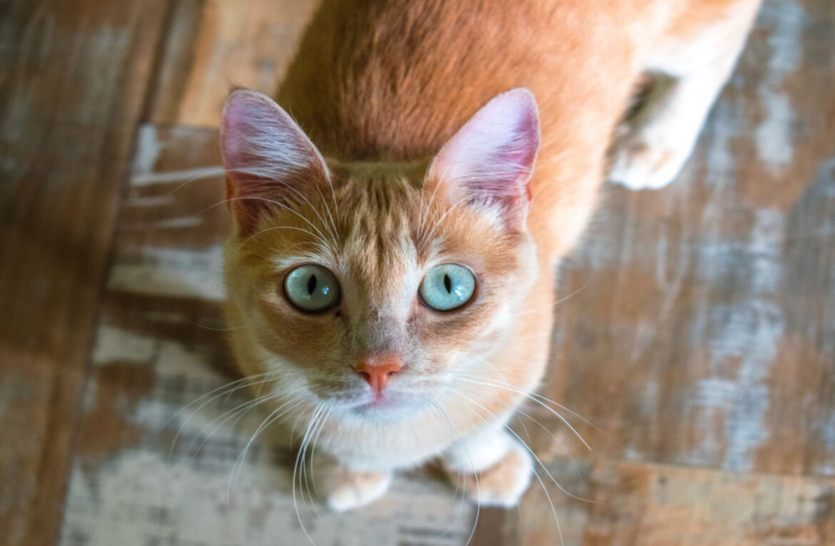 Dos mujeres presuntamente asfixian a gatitos en Cuernavaca