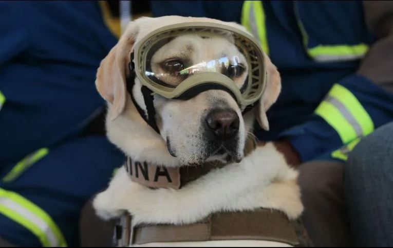 Muere Frida, la perrita rescatista, hasta siempre, heroína