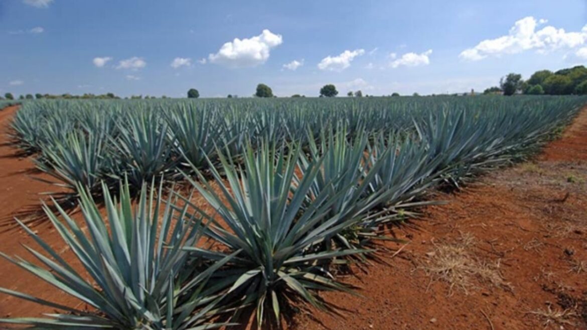 Productores de agave prevén que producción duplique en Morelos