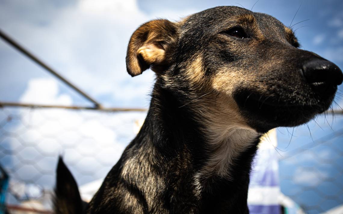 Jiutepec: Ya son 676 perros y gatos esterilizados en el primer trimestre