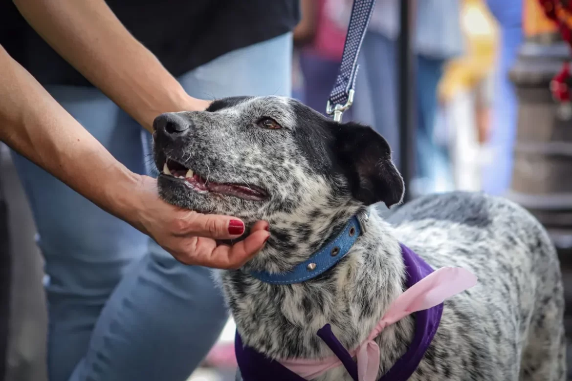 Impulsan adopción de mascotas en Festival «Morelos, La Eterna Primavera»