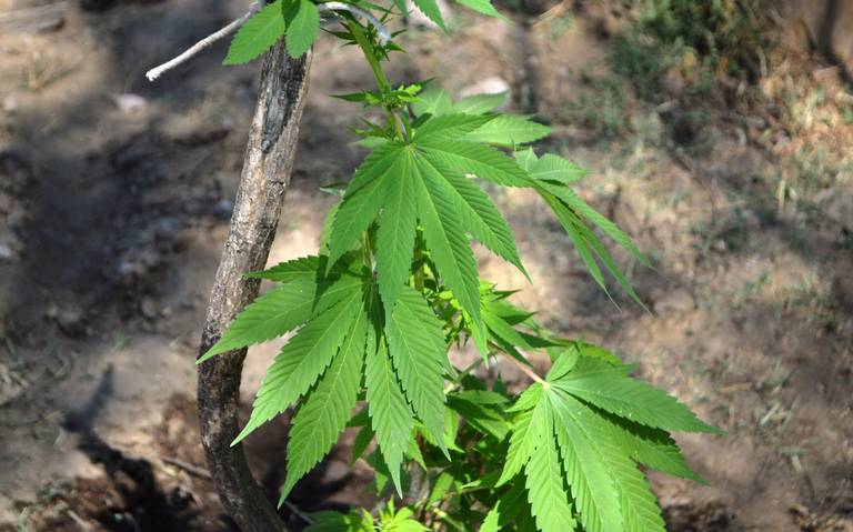 En pausa, exportación de productos cannábicos elaborados en Morelos