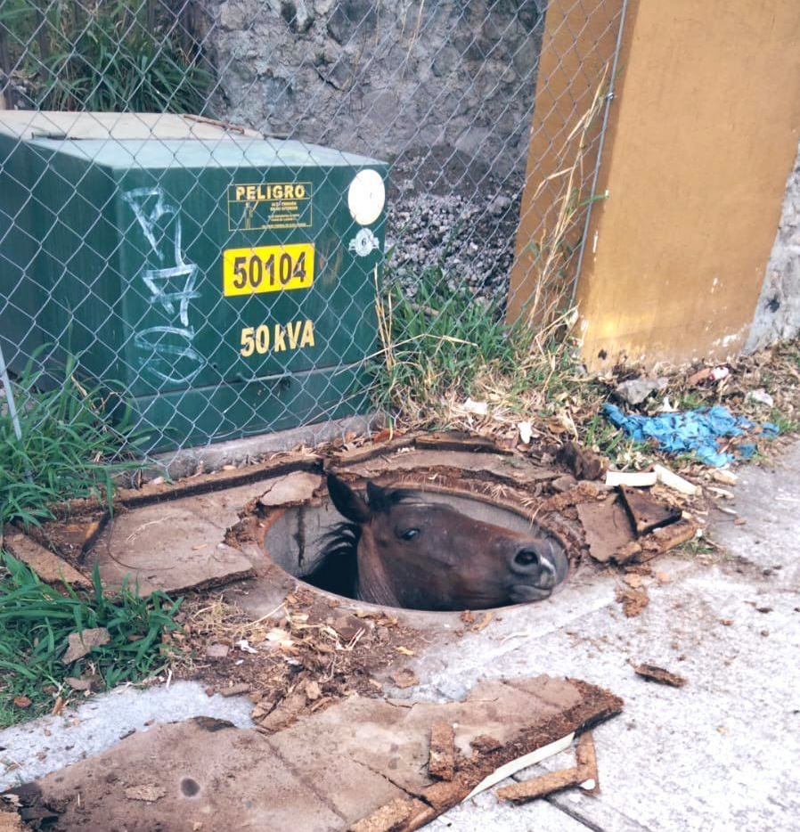 Así rescataron a caballo que cayó en coladera de CFE