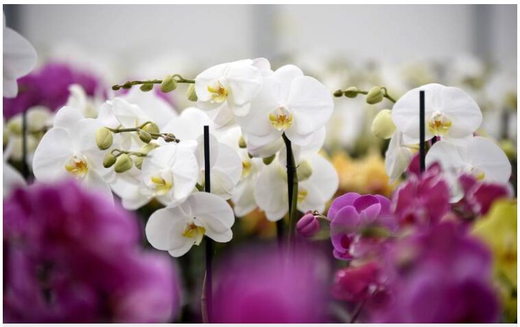 Producción de rosas y orquídeas en Morelos para el Día del Amor