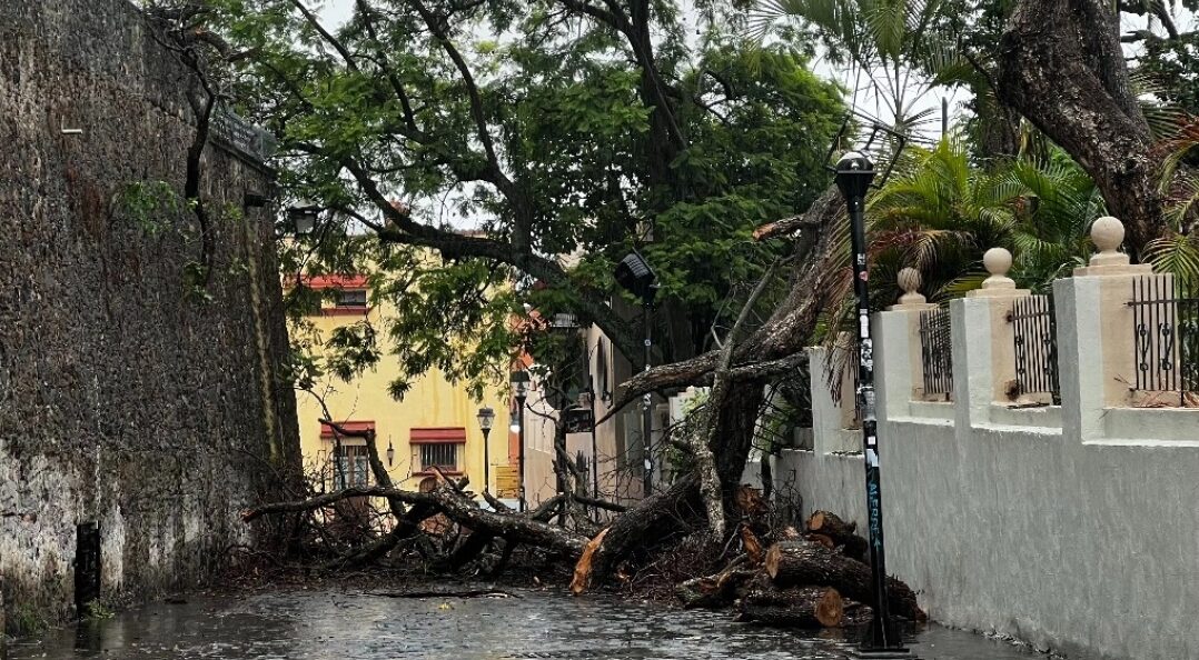 Reportan caída de árboles y bardas por intensas lluvias en Morelos