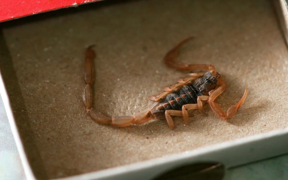 Morelos en el 5° en picaduras de alacrán