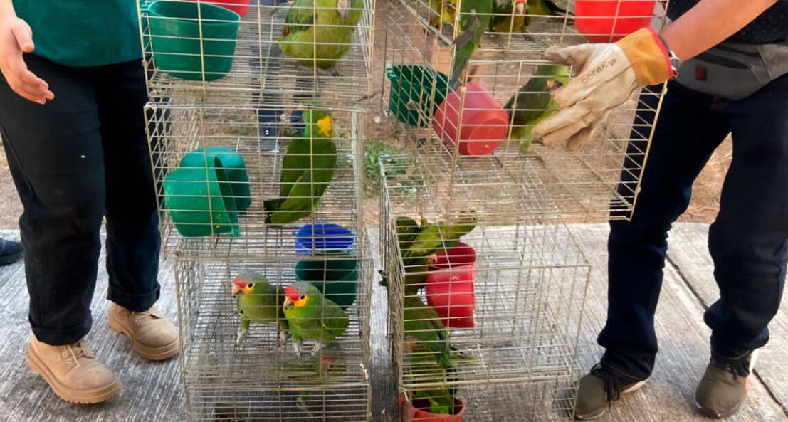 Profepa asegura 107 aves silvestres en Morelos