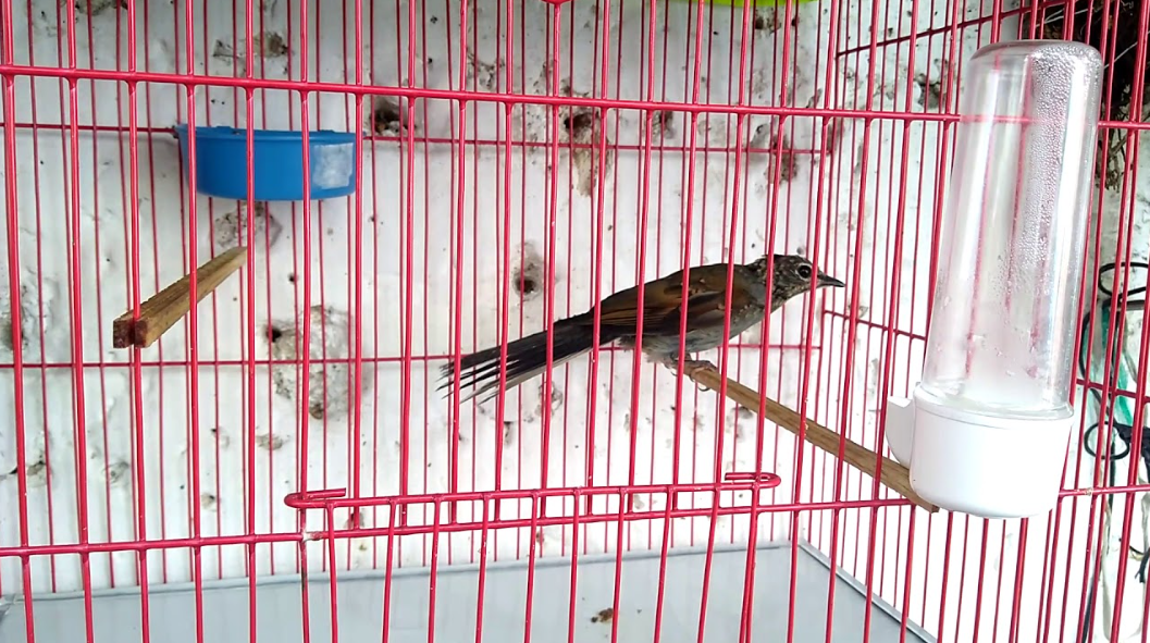 Vinculan a proceso a persona por posesión de cinco aves clarín jilguero en Morelos