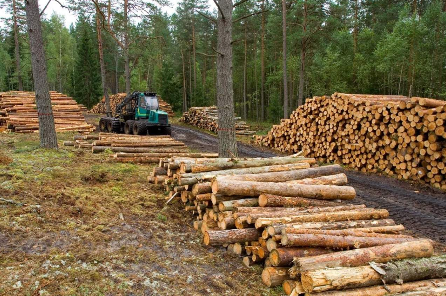 Guardia Nacional y Profepa ponen a disposición del MP a una persona por traficar madera ilegal