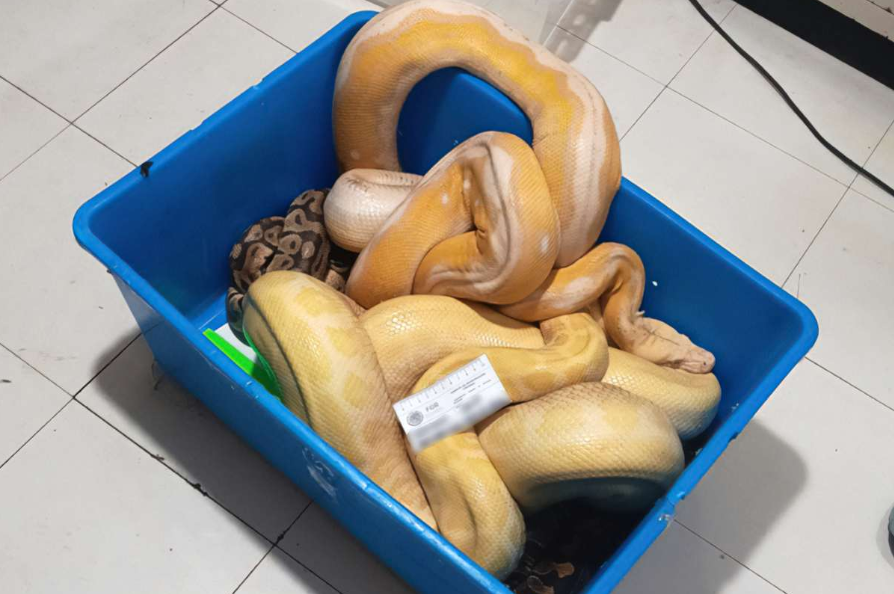 Vinculan a proceso a exhibidor de serpientes en Carnaval de Tepoztlán: Profepa