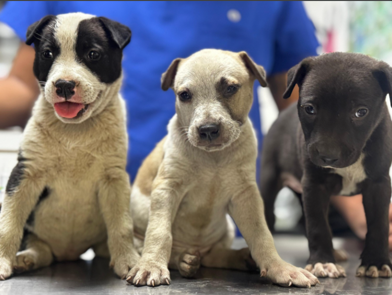 Gobierno atiende denuncia ciudadana y rescata a perrita y sus cachorros en situación de maltrato animal