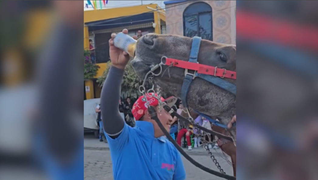 Investigan a sujeto que dio cerveza a un caballo en Puebla